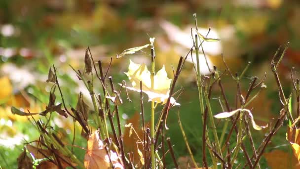 Vackra Höstlöv Utvecklas Vert Gyllene Tiden Fritidspark Naturen Klär Träd — Stockvideo