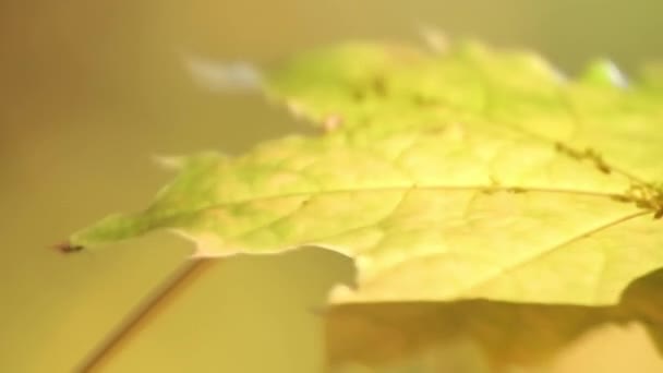 Belles Feuilles Automne Développent Sur Vert Est Heure Parc Loisirs — Video