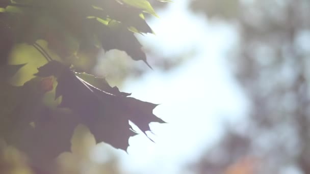 Belles Feuilles Automne Développent Sur Vert Est Heure Parc Loisirs — Video