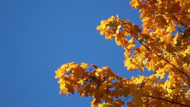 Güzel Sonbahar Yaprakları Bir Dönüşümde Gelişir Altın Zamanı Eğlence Parkı — Stok video