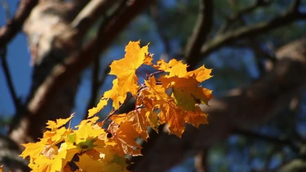 Прекрасне Осіннє Листя Розвивається Вертелі Золотий Час Парк Відпочинку Природа — стокове відео