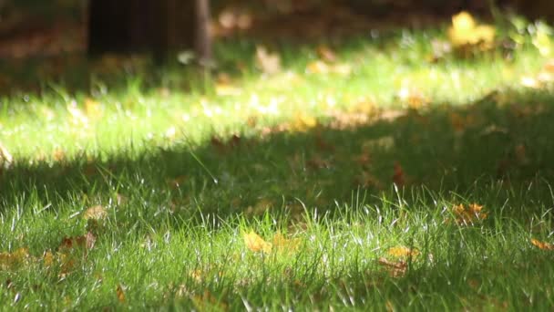 Auf Einem Vert Entwickeln Sich Schöne Herbstblätter Goldene Zeiten Freizeitpark — Stockvideo