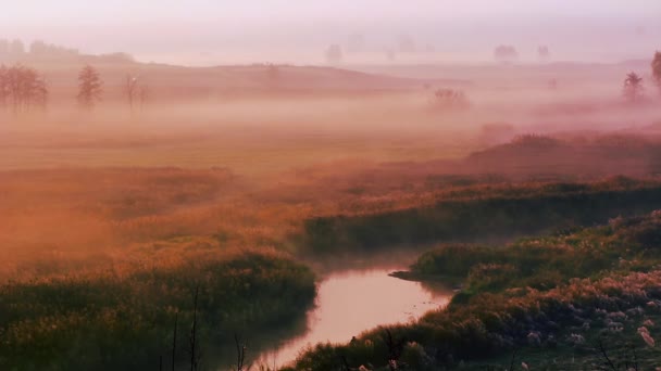 美しい霧の日の出の風景 寒い秋の朝 美しい木々の朝の霧に埋葬されます 美しい背景だ スクリーンセーバーバランスが暖かい色にシフト — ストック動画