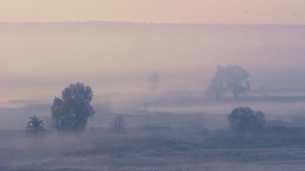 Beautiful Misty Sunrise Landscape Cold Autumn Morning Beautiful Trees Buried — Stock Video