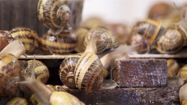 Slakken Boerderij Zijn Veel Slakken Boerderij Slakken Kweken Rechtenvrije Stockvideo