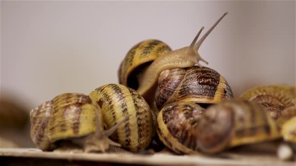 Slakken Boerderij Zijn Veel Slakken Boerderij Slakken Kweken Stockvideo's