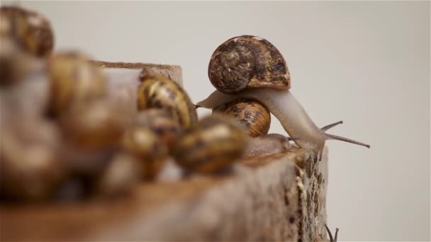 Des Escargots Ferme Beaucoup Escargots Ferme Escargots Croissance Clip Vidéo