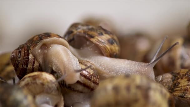 Des Escargots Ferme Beaucoup Escargots Ferme Escargots Croissance Clip Vidéo