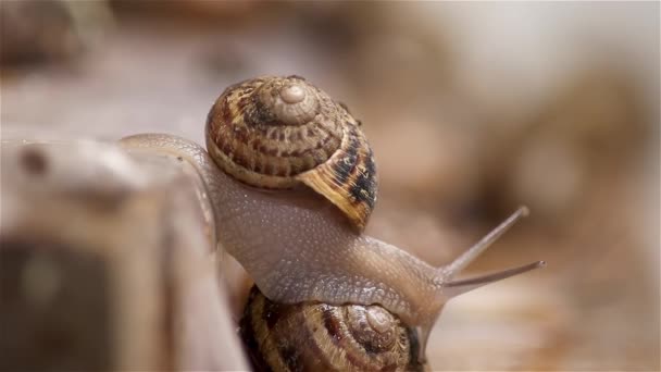 Des Escargots Ferme Beaucoup Escargots Ferme Escargots Croissance Séquence Vidéo Libre De Droits