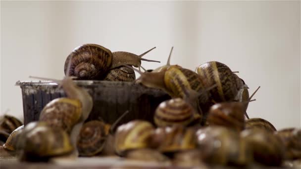 Des Escargots Ferme Beaucoup Escargots Ferme Escargots Croissance Clip Vidéo