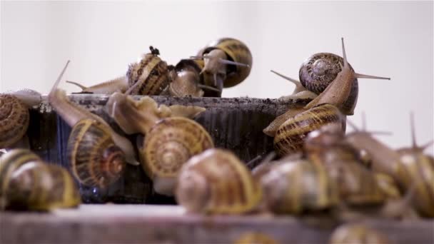 Des Escargots Ferme Beaucoup Escargots Ferme Escargots Croissance Séquence Vidéo Libre De Droits