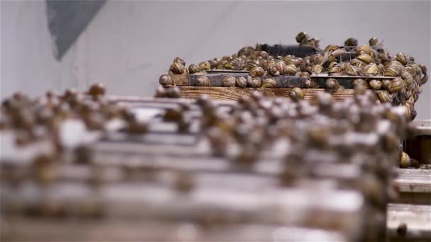 Slakken Boerderij Zijn Veel Slakken Boerderij Slakken Kweken Stockvideo's