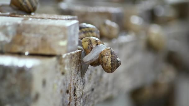 Slakken Boerderij Zijn Veel Slakken Boerderij Slakken Kweken Stockvideo