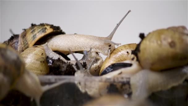Des Escargots Ferme Beaucoup Escargots Ferme Escargots Croissance Vidéo De Stock