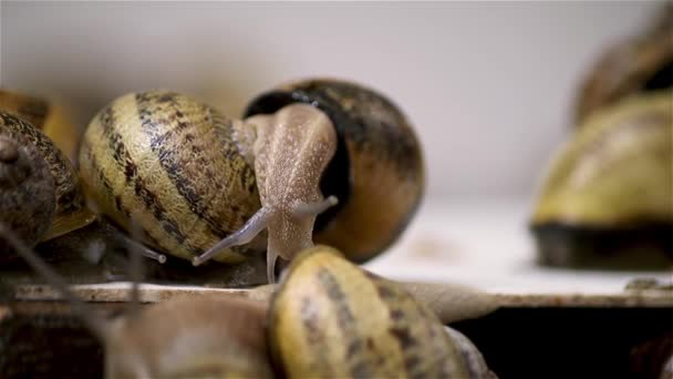 Caracóis Quinta Muitos Caracóis Fazenda Caracóis Crescimento — Vídeo de Stock