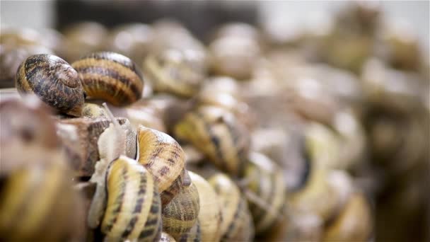 Slakken Boerderij Zijn Veel Slakken Boerderij Slakken Kweken Stockvideo