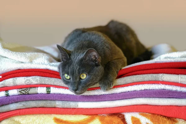 Pets, especially cats, in winter like to find the warmest and most comfortable places in the house, for example, a stack of soft, freshly washed clothes. Grey cat feels very confidently in his seat.