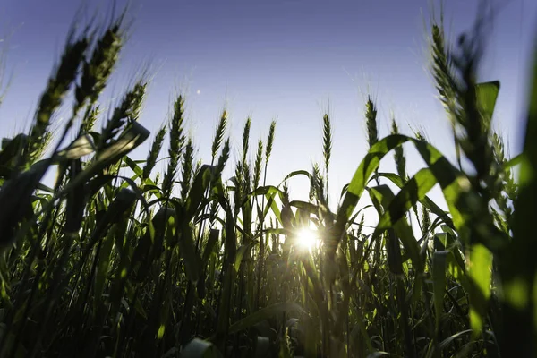 Wheat plantation that has not yet ripened under the sun