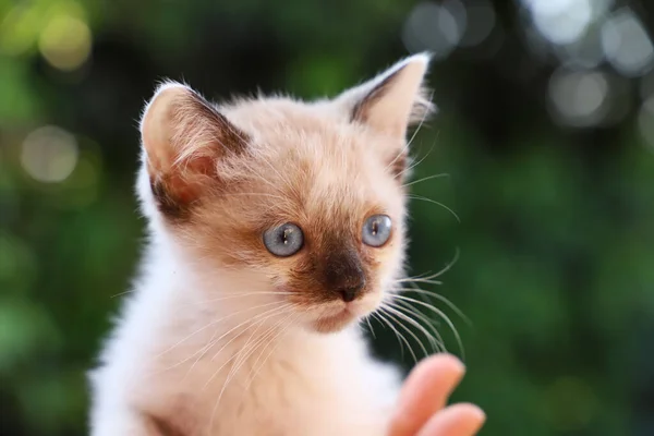 Closeup of kitten in the garden with defoliated green background. Small white cat in Brazil