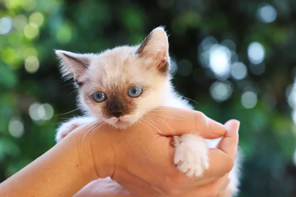 Closeup of kitten in the garden with defoliated green background. Small white cat in Brazil