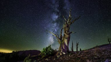 Samanyolu ile 3,500 metre yükseklikte Bristlecone çamları