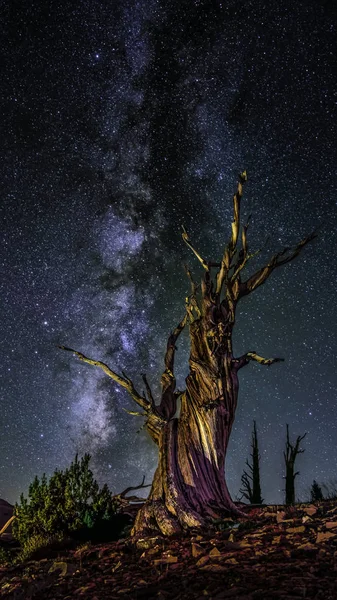 Samanyolu ile kadim bristlecone çamları