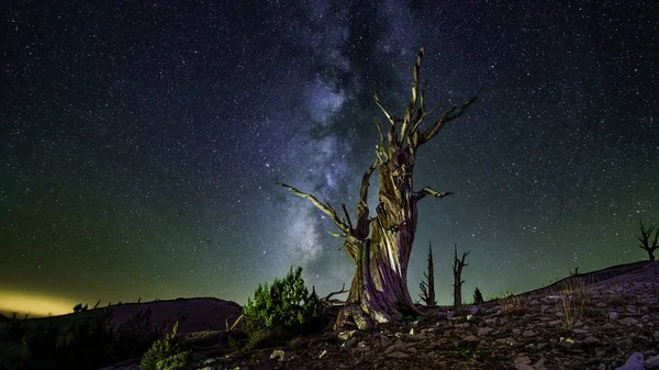 Samanyolu ile 3,500 metre yükseklikte Bristlecone çamları