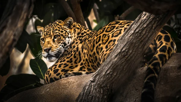 Geceleyin Bodie Ghost kasabası eski bir kamyon, benzin pompası ve Samanyolu ile