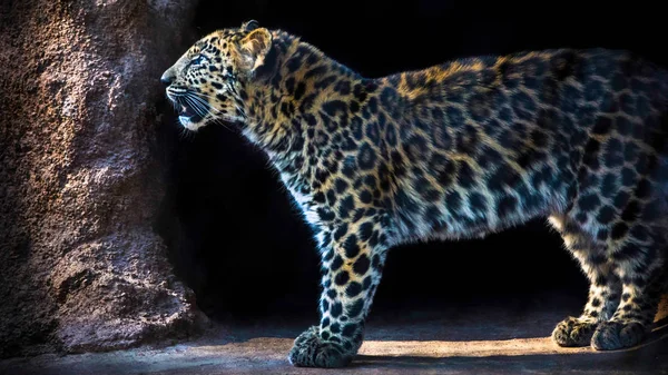 Leopardo saliendo — Foto de Stock