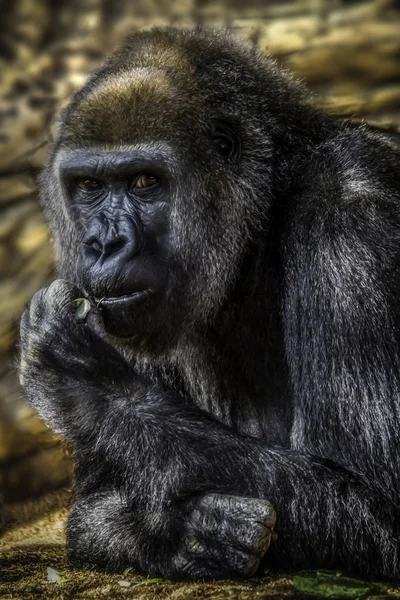 Mannelijke gorilla — Stockfoto