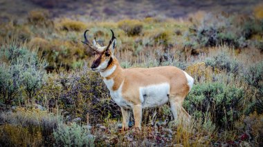 Side view of a California pronghorn in the desert clipart