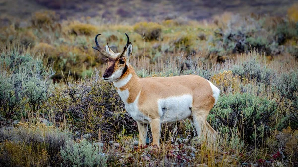 Çöldeki California zamirinin yan görüntüsü