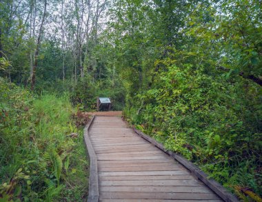 Bellevue, Washington 'daki King County Mercer Bataklık Doğa Parkı' nın fevkalade karışık fotoğrafları.