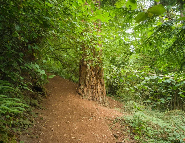 Gloriously Motley Photos Marvelous King County Mercer Slough Nature Park — стоковое фото