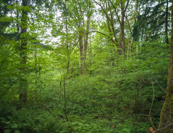 Gloriously Motley Photos Marvelous King County Mercer Slough Nature Park — Stock Photo, Image