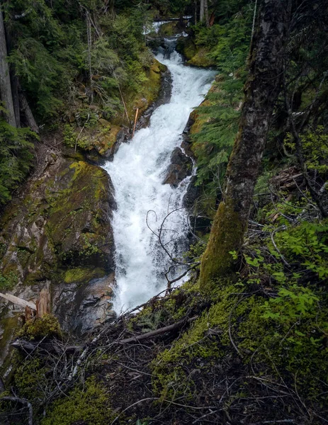 Underbara Deer Creek Falls Omgiven Lummig Grön Skog Mount Rainier — Stockfoto