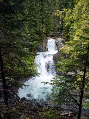 Büyüleyici Ohanapecosh Nehri Şelalesi bir yaz öğleden sonra, Washington 'daki Snoqualmie Ulusal Ormanı' nda köprüsü olan el değmemiş eski bir ormandaydı.