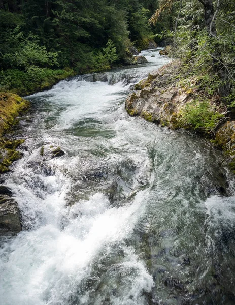 Proudící Řeka Ohanapecosh Slavném Národním Parku Mount Rainier Tekoucí Přírodní — Stock fotografie