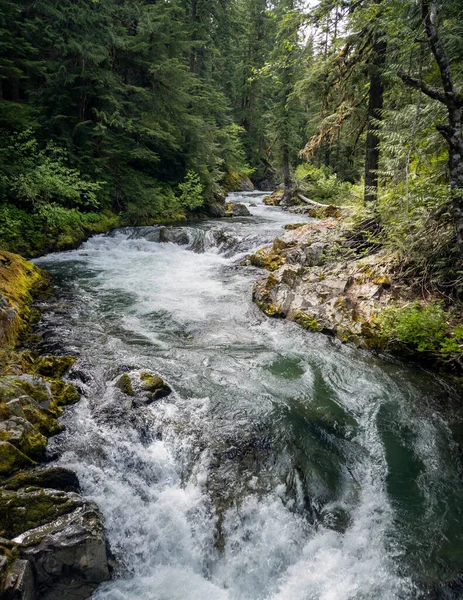 Rivière Ohanapecosh Jaillit Dans Célèbre Parc National Mont Rainier Qui — Photo