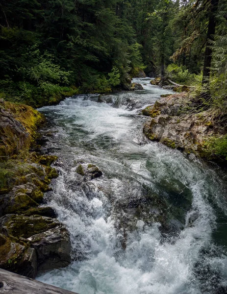 Chorreante Río Ohanapecosh Famoso Parque Nacional Monte Rainier Que Fluye — Foto de Stock