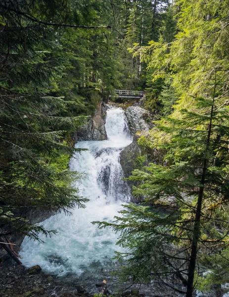 Oszałamiająca Rzeka Ohanapecosh Falls Letnie Popołudnie Dziewiczym Starym Lesie Mostem — Zdjęcie stockowe