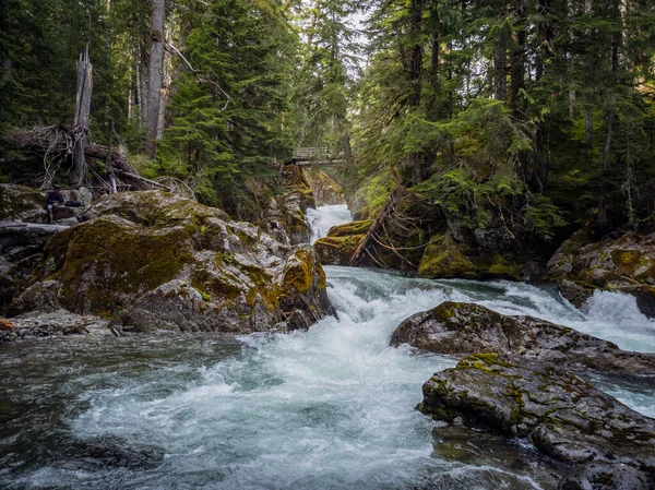 Buzullarla beslenen Chinook Şelaleleri Washington 'daki Mount Rainier Ulusal Parkı' ndaki bir orman bataklığında aşağı doğru akıyor.