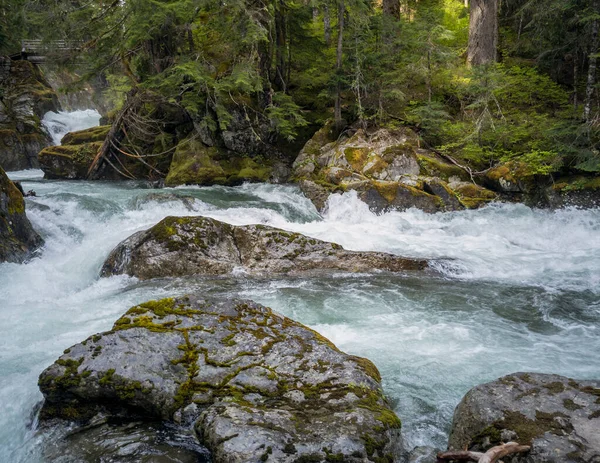Buzullarla beslenen Chinook Şelaleleri Washington 'daki Mount Rainier Ulusal Parkı' ndaki bir orman bataklığında aşağı doğru akıyor.