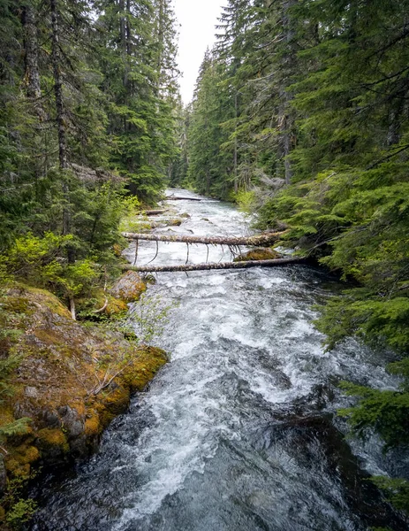 Maravilhoso Chinook Creek Brilhando Dia Quente Primavera Uma Antiga Floresta — Fotografia de Stock
