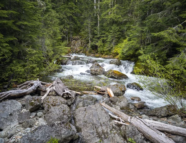 Picturesque setting in a remote forest and a rocky outcrop with a winding creek in the Pacific Northwest in late spring