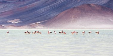 Salar de Talar'da pembe flamingolar, Atacama, Şili