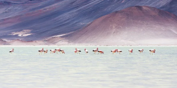 Pink Flamingos Bij Salar Talar Atacama Chili Stockfoto