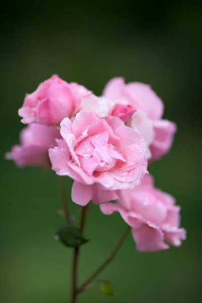 Różowe Róże Kroplami Deszczu Zielonym Tle — Zdjęcie stockowe