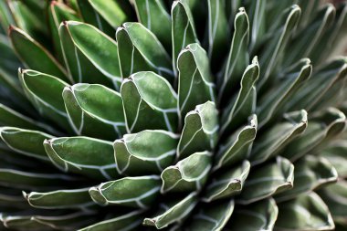 Kraliçe Victoria agave bitkisinin yakın plan görüntüsü.