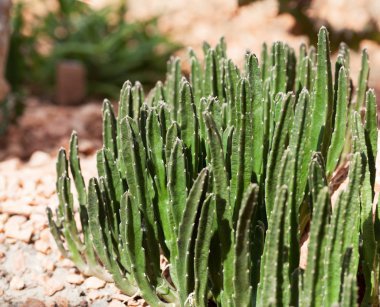 Stapelia dev çay bitkisi botanik bahçesinde yetişir.